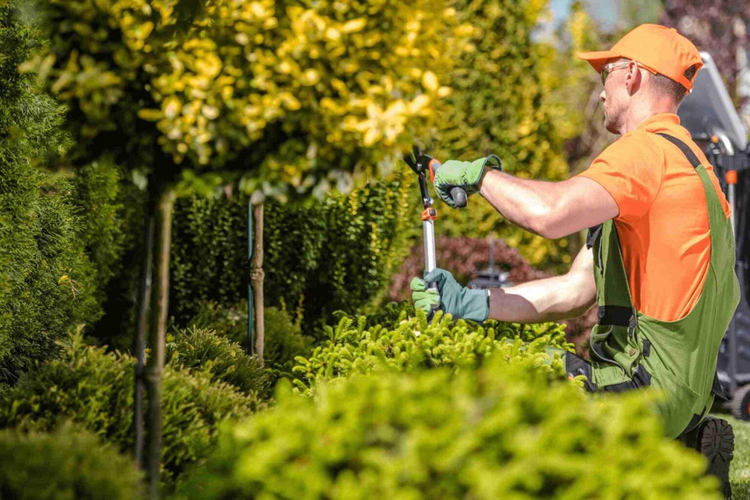 Ornamental Pruning in Cook County, IL
